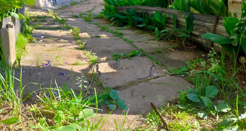 2 ложки — и муравьи сбегают с участка, прихватив с собой тлю: насыпаю в октябре прямо на землю