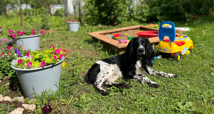 Самые "тихие" породы собак: для тех, кто мечтает о верном друге, но ценит тишину