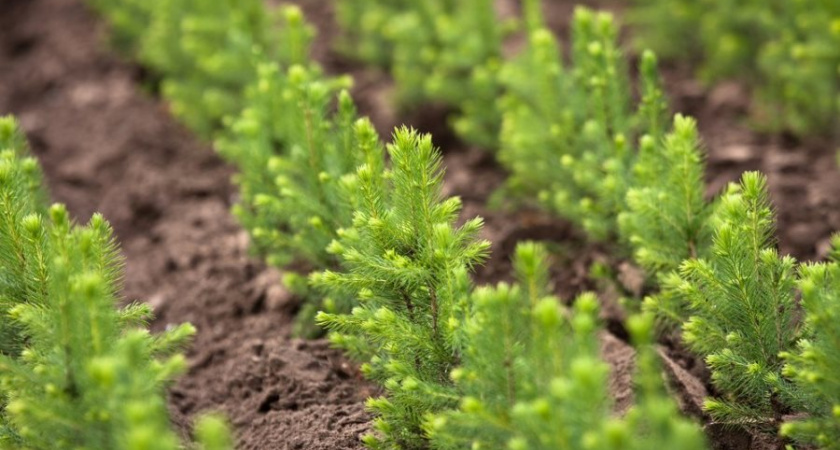 В Тамбовской области создадут госзадание для лесхозов по выращиванию деревьев для озеленения городов