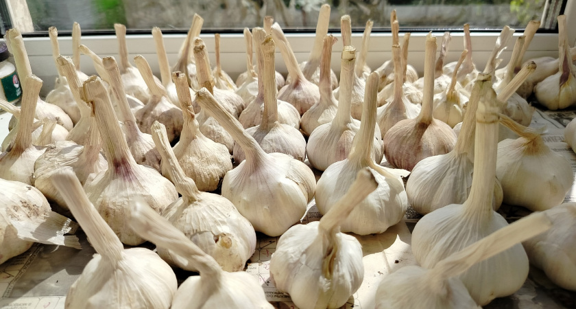 Не сажаю озимый чеснок, не посмотрев на березу: «подскажет» идеальный день для посадки — проверенная годами примета