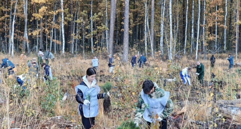 В Тамбовской области в рамках акции «Сохраним лес» высадили свыше 8 тысяч сосен