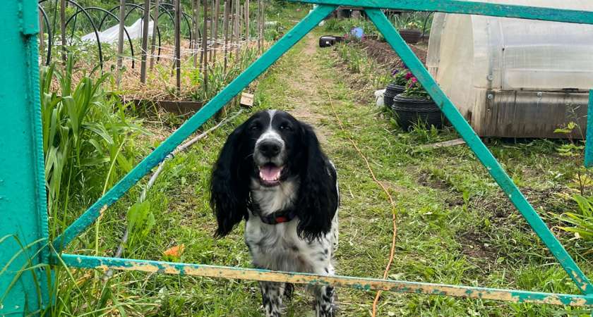 В Тамбовской области чиновников оштрафовали за агрессивную собаку