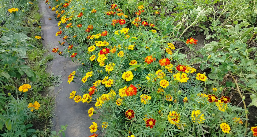 Заменила бархатцы более полезным цветком: борется не только с вредителями, но и с болезнями в огороде — лучше всякой химии