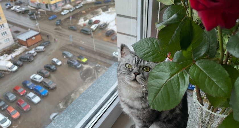 Если от окон дует – обязательно: тепло будет даже в минус 40 — проверенный лайфхак