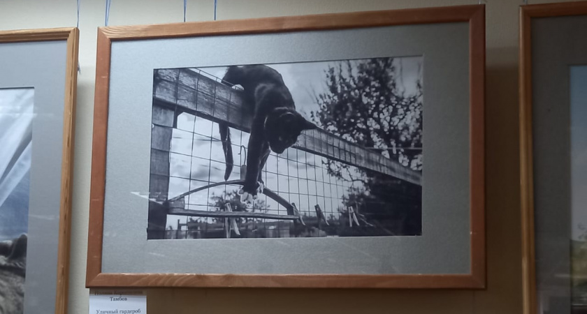 В Тамбове открылась выставка трогательных фотографий домашних животных «Зверьё моё»