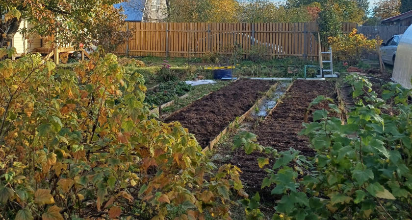 Закинула в мешки с листвой 1 стакан "ускорителя" — и шикарный компост готов: лучше любого навоза