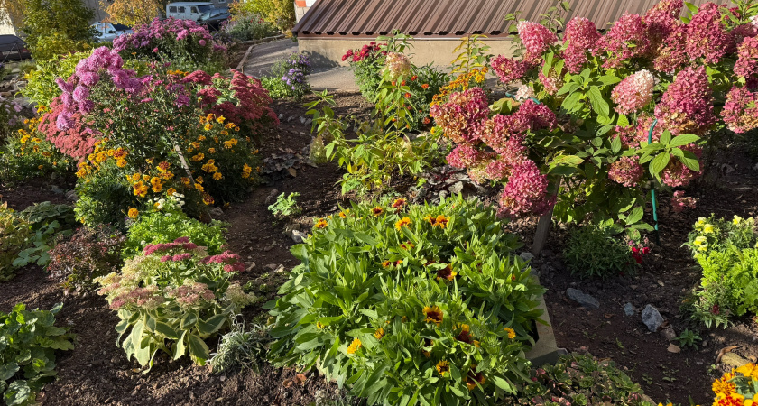 Эти 12 растений нельзя обрезать осенью - рискуете остаться без цветов и ягод