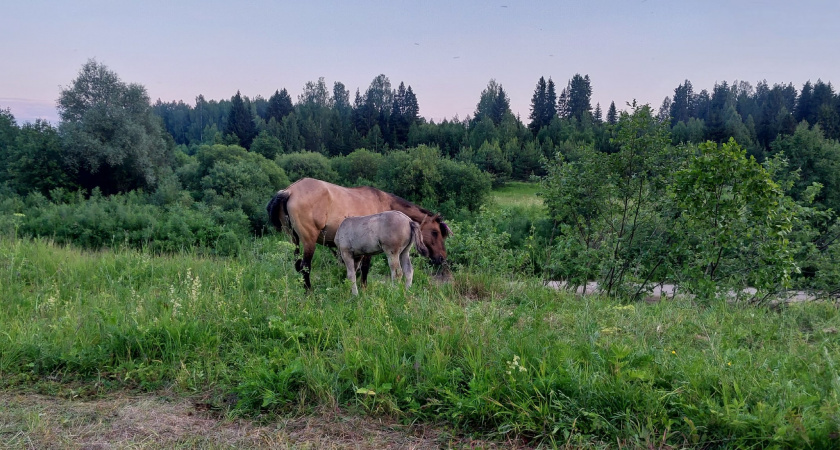 Что нельзя готовить на Новый год 2026 - год Лошади, а что стоит поставить на стол, чтобы привлечь удачу