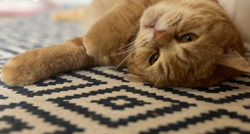 Трачу 5 минут на чистку ковра — уже семь лет как новый: домашнее средство на раз-два выводит любые пятна