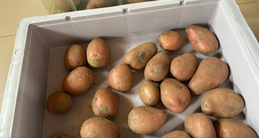 Убрать, нельзя оставить: в этом месте в квартире хранить картошку запрещено — специалисты Роскачества 