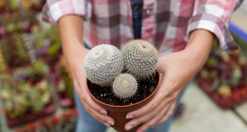 Полстакана в кактус — и готово: зеленеют мгновенно и цветут всю зиму как бешеные