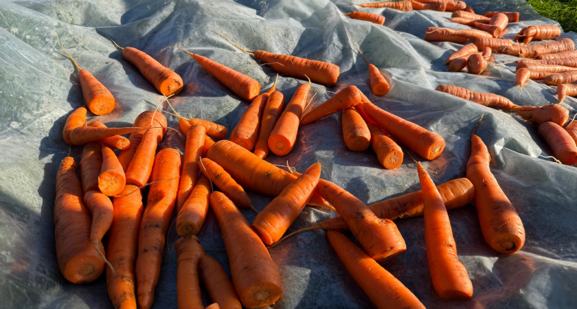 Не сгниет и не скукожится: как хранить морковь и свеклу зимой: 4 лайфхака от агронома Гуляевой