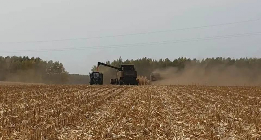 Аграрии Тамбовской области завершают уборку урожая: собрано почти 5 миллионов тонн зерна