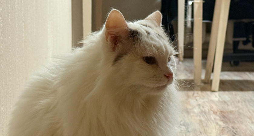 Людям старше 65 лет стоит быть крайне осторожными рядом с кошками — вот по какой причине: ученые выяснили