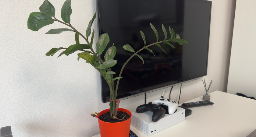 Даже голая палка покроется яркой листвой: вот как полить замиокулькас в октябре