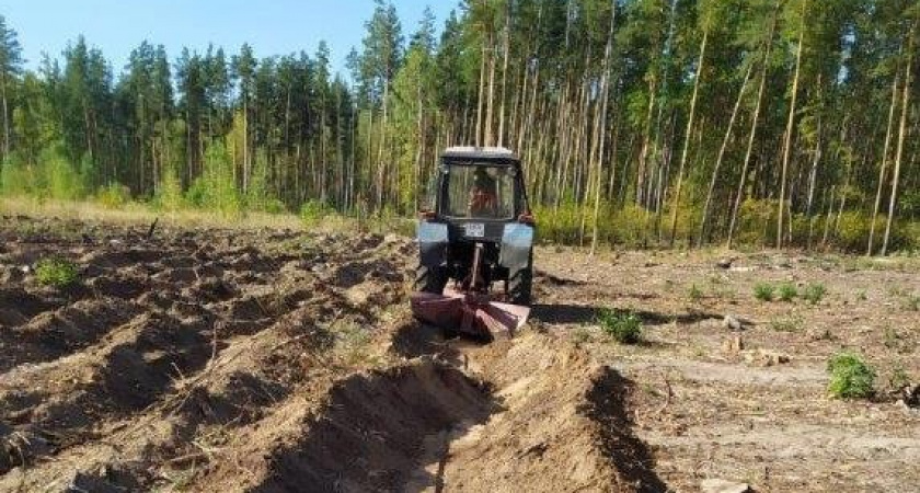 В Тамбовской области в 2026 году восстановят леса на площади 650 гектаров