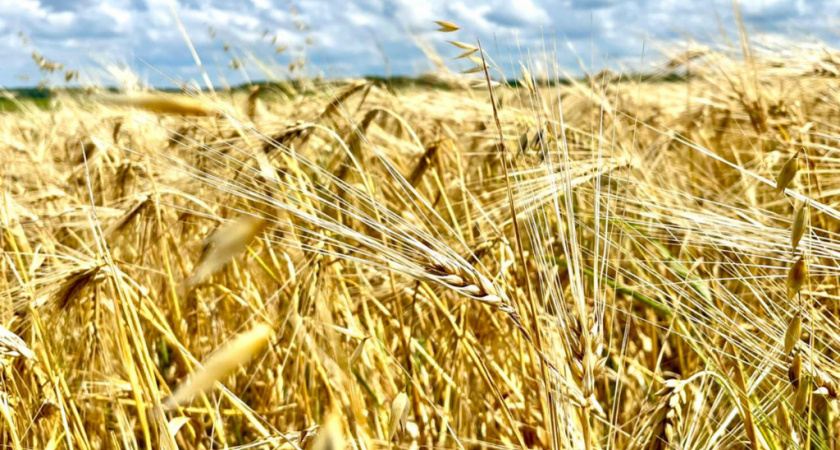 Евгений Первышов поздравил тамбовских аграриев: намолочено рекордные 5 миллионов тонн зерна