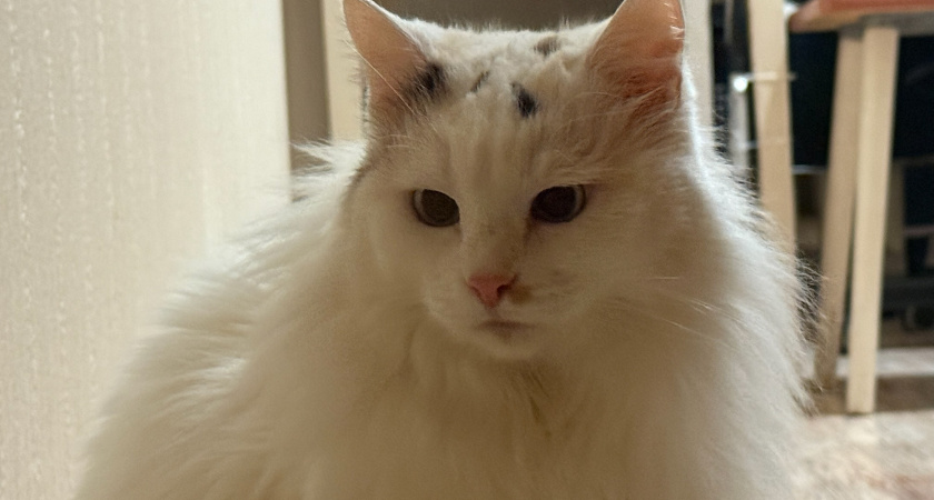 Почему нельзя гладить кошачьи лапки, даже если кошки не возражают: о таком не догадывался даже Куклачев