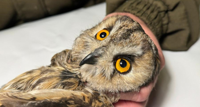 В Тамбовской области спасли ушастую сову с черепно-мозговой травмой