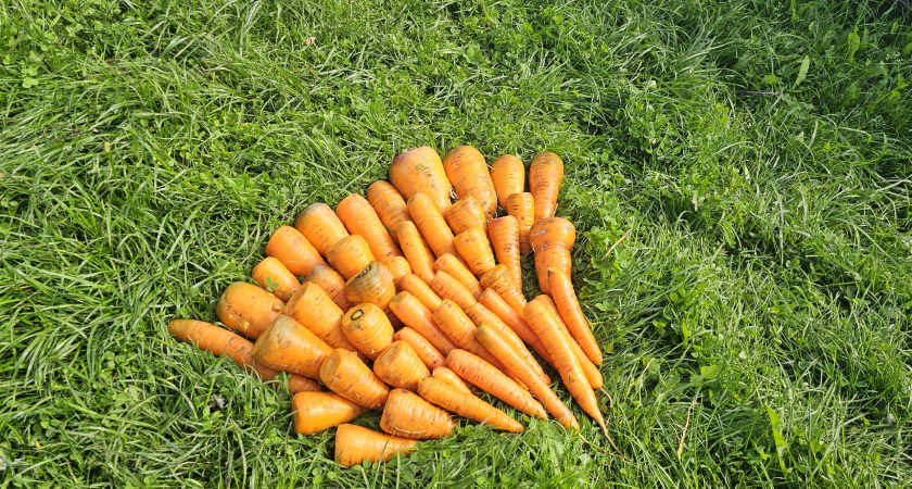 Вялая морковь у нас не залеживается — делаю из нее шикарный завтрак на семью за 5 минут: домашние сметают в момент 