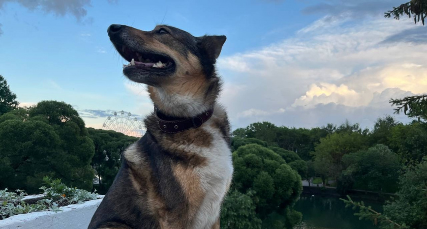 Хозяева умиляются, а надо бежать к ветеринару: этот милый жест собак — признак серьезной проблемы