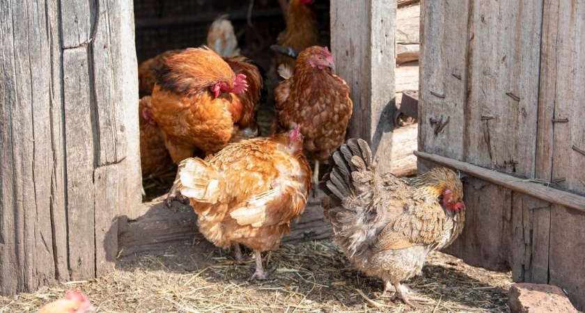 Одна ложка в день зимой — и куры несутся, как летом: простая добавка для здоровья и продуктивности птиц