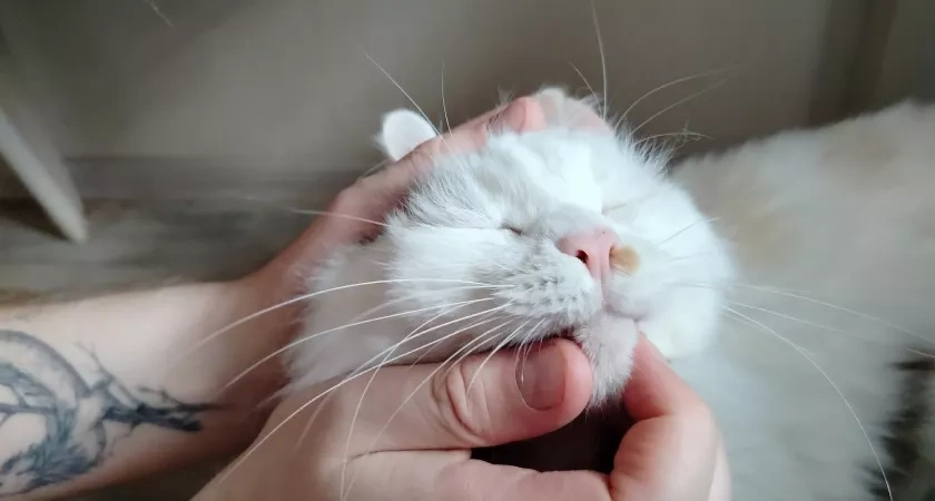 Почему кошка «копает» прежде чем лечь? Даже не все зоологи это знают, а мы объясним просто и понятно