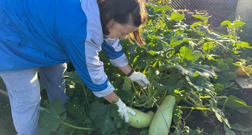Никогда не раздаю излишки урожая — лучше выброшу или закопаю: и вот почему. Полезно знать всем садоводам
