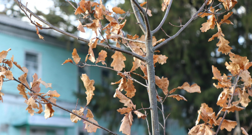 В Уварово в память об участниках спецоперации высадили дубы