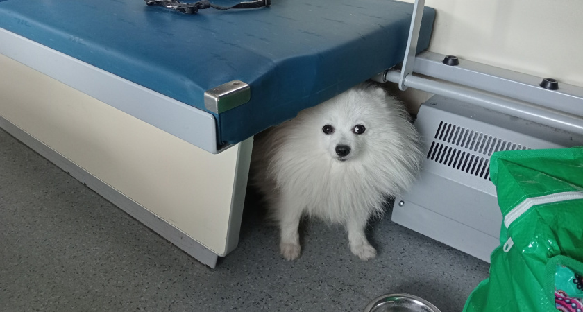 10 пород, которые умеют лечить душу: собаки, способные поддержать человека лучше психолога, по мнению кинологов