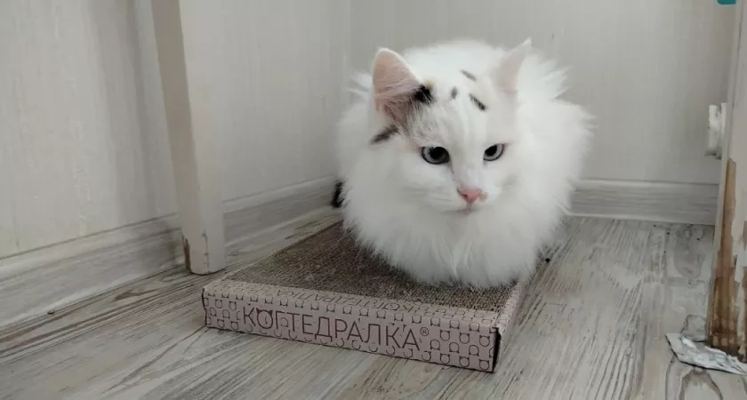 Подобрали кота и уже жалеете? Не спешите: 5 шагов, после которых даже самый дикий дворовый превращается в интеллигента с лотком