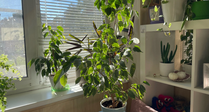 Фикус в доме ставим только сюда: найдено идеальное место для растения - и зеленью порадует, и богатство притянет