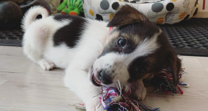 Думаете, собака лижет руки просто из нежности? На самом деле питомец пытается сообщить гораздо больше — разбираем скрытые сигналы