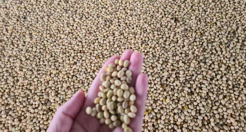 Тамбовская область ставит новый рекорд по урожаю сои