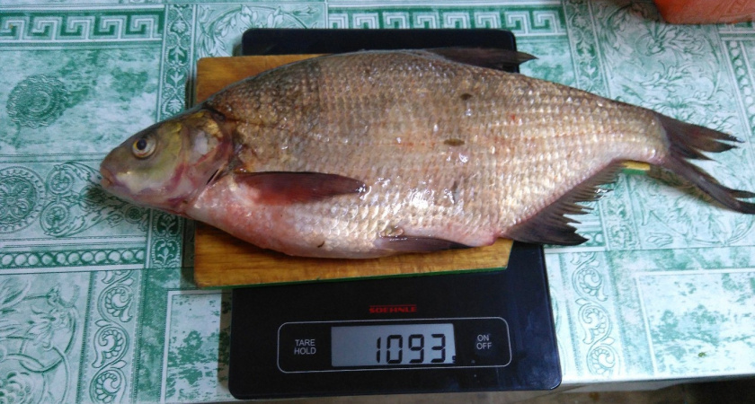 Почему на севере России рыбу из рек и озер нельзя есть даже после жарки и заморозки