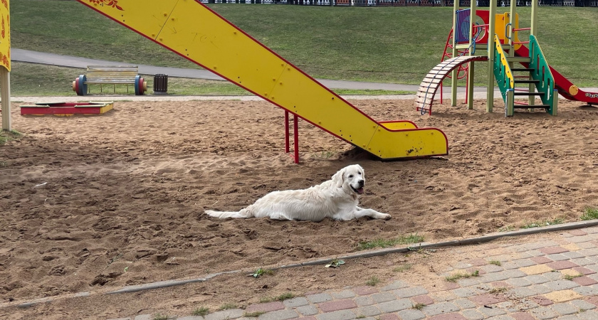 Как собака выбирает себе хозяина: почему один человек становится «всем», а остальные — фоном