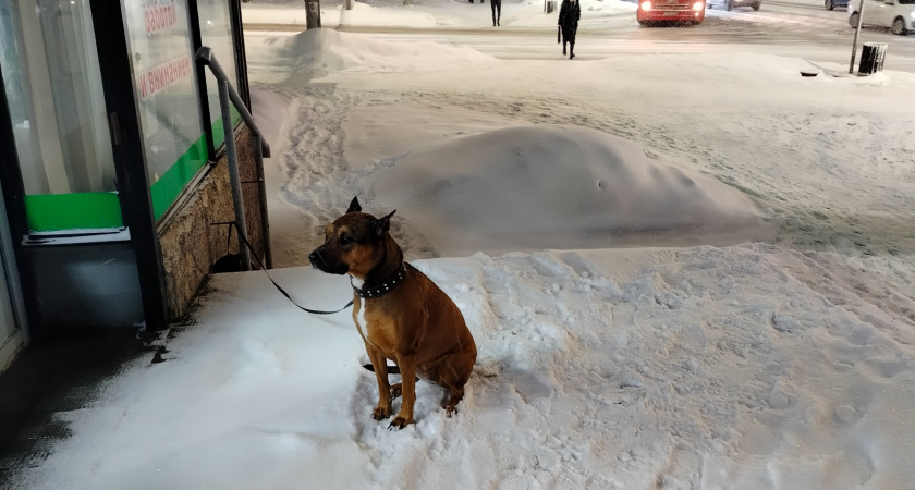 Почему собаки лают на одних людей, а на других нет: простой разбор собачего поведения