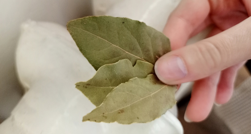 Зачем класть в карман лавровый лист и носить с собой — мудрость предков, которую стоит знать каждому