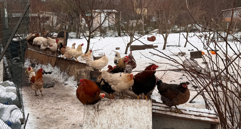 Курам в кормушку добавляю 1 продукт — несутся как сумасшедшие, яиц с ноября хватит до Пасхи 