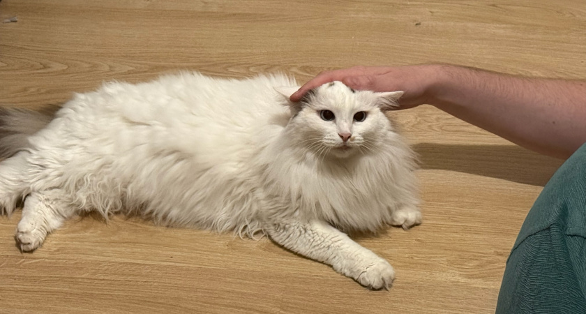 Что делают кошки, когда хозяев нет дома: тихие лапки — громкие последствия