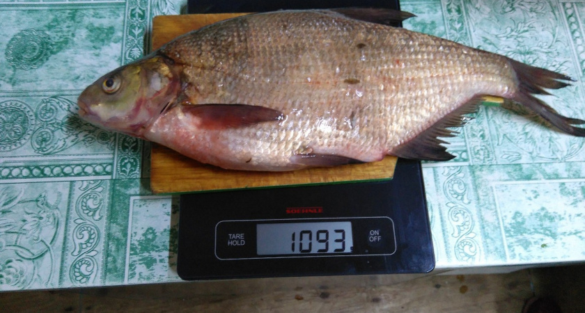 Рыбу чищу без ножа и хитрых приспособлений: чешуя сама слетает, и на кухне чисто 