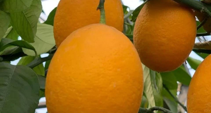 Тамбовчанин превратил приусадебный участок в лимонный оазис и собирает рекордный урожай