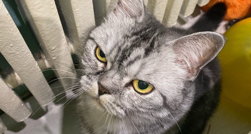 Думали, кошки — это ор, битая ваза и жизнь на адреналине? Эти 5 ведут себя тише ноутбука в режиме сна