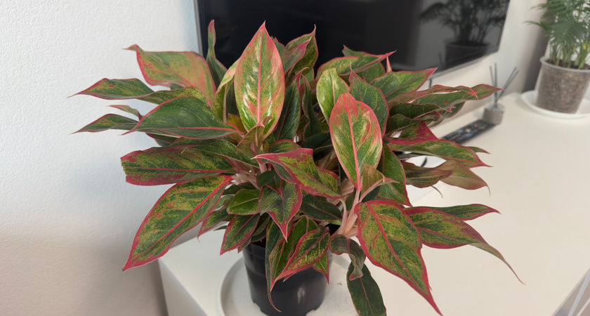 Зимой ставлю два цветка на окно — и окна не плачут: стоят сухие, о конденсате позабыла 