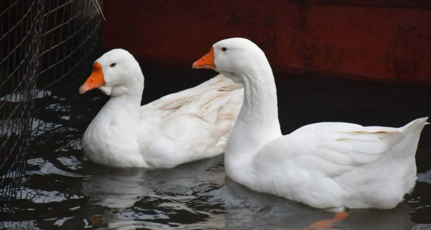 В Тамбове создали специальные условия для зимовки гусей на городской набережной