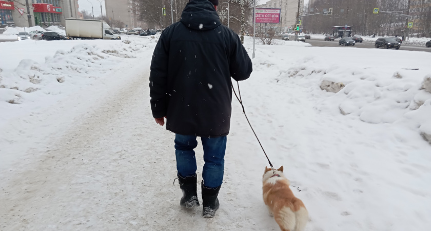 Виляние хвостом не всегда про радость: кинолог объяснил, как понять эмоции собаки по одному лишь нюансу