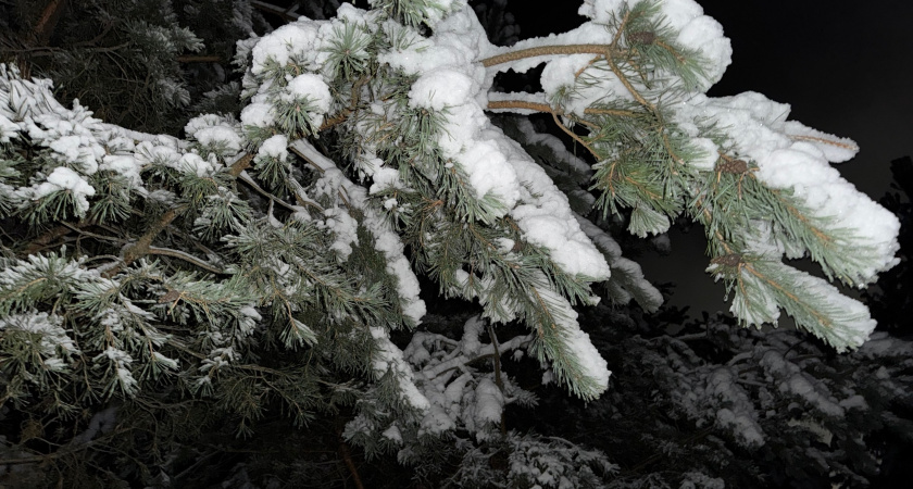 Еловые иголки заливаю уксусом, жду три недели — и не нарадуюсь своей хитрости: лайфхак для продвинутых хозяек 