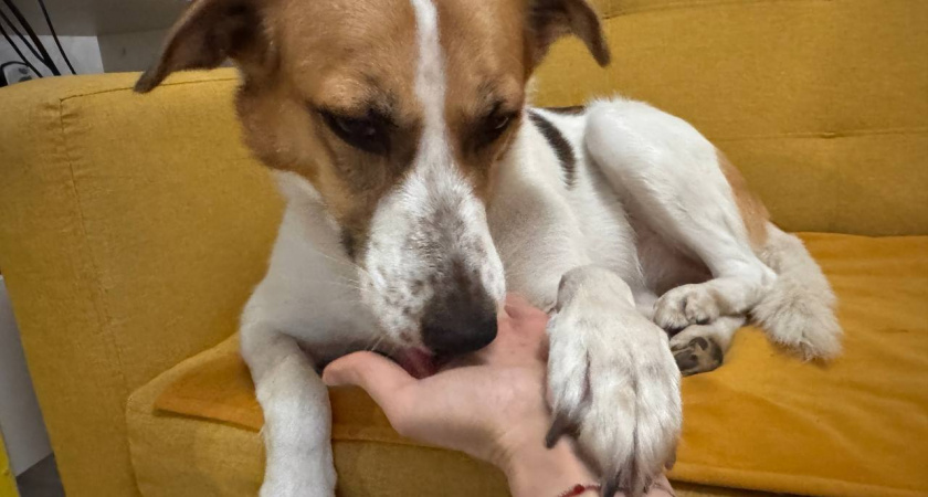 Думаете, собака лижет руки просто из нежности? А вот и нет. На самом деле питомец пытается сообщить гораздо больше
