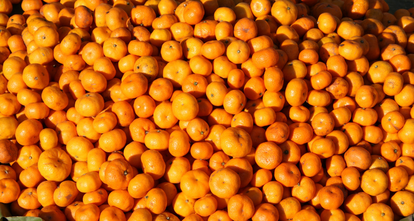 Сгонял в Абхазию за мандаринами, чтобы продать в России: честно рассказываю, сколько смог заработать