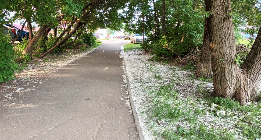 Зачем в СССР повсюду высаживали тополя, от пуха которых россияне страдают до сих пор